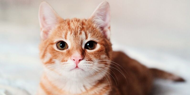 Cat Food